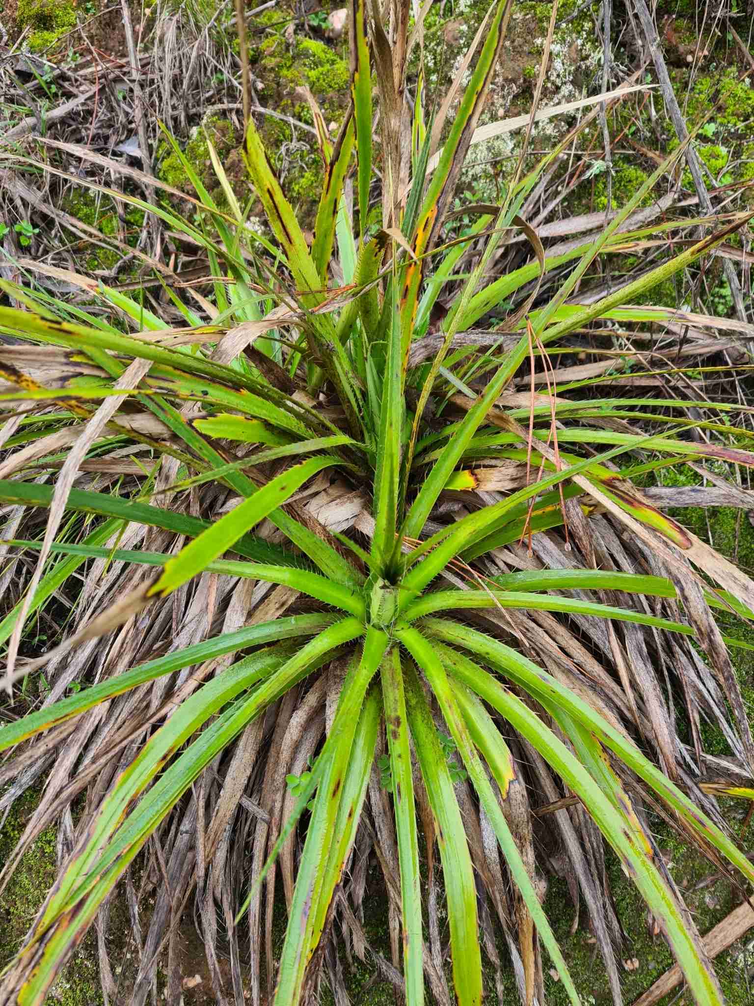 Eryngium paniculatum