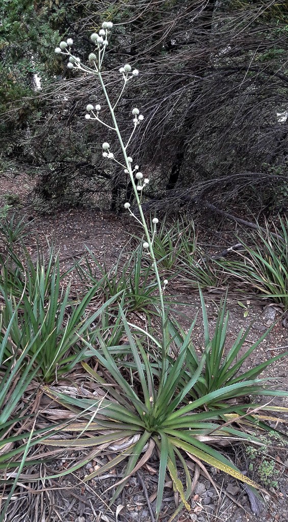 Eryngium paniculatum