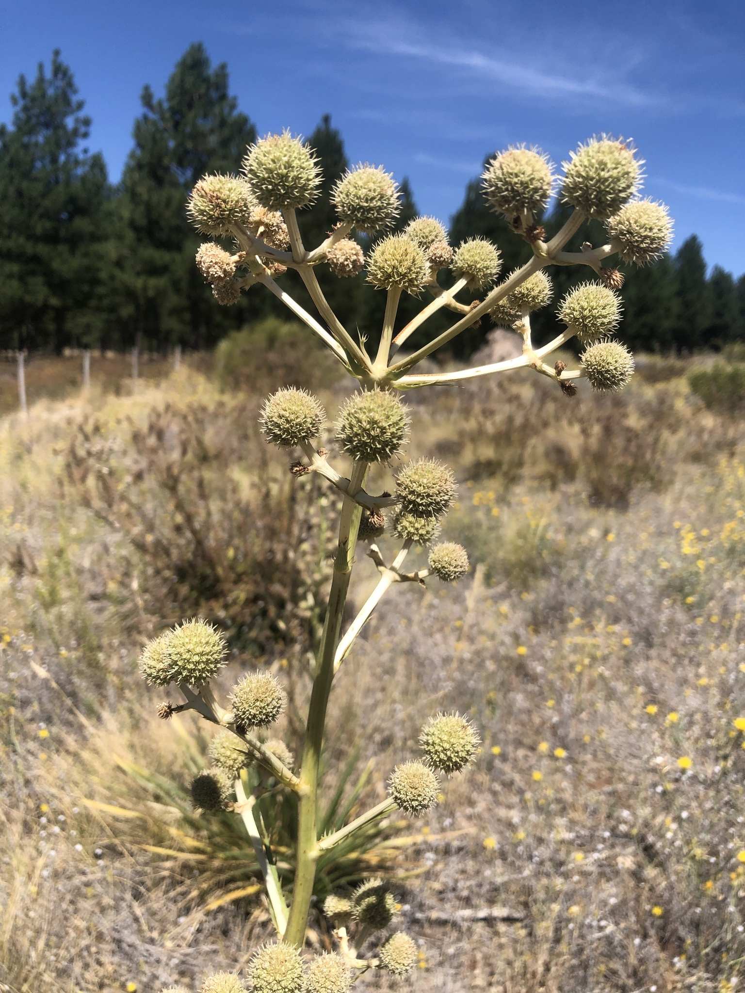 Eryngium paniculatum