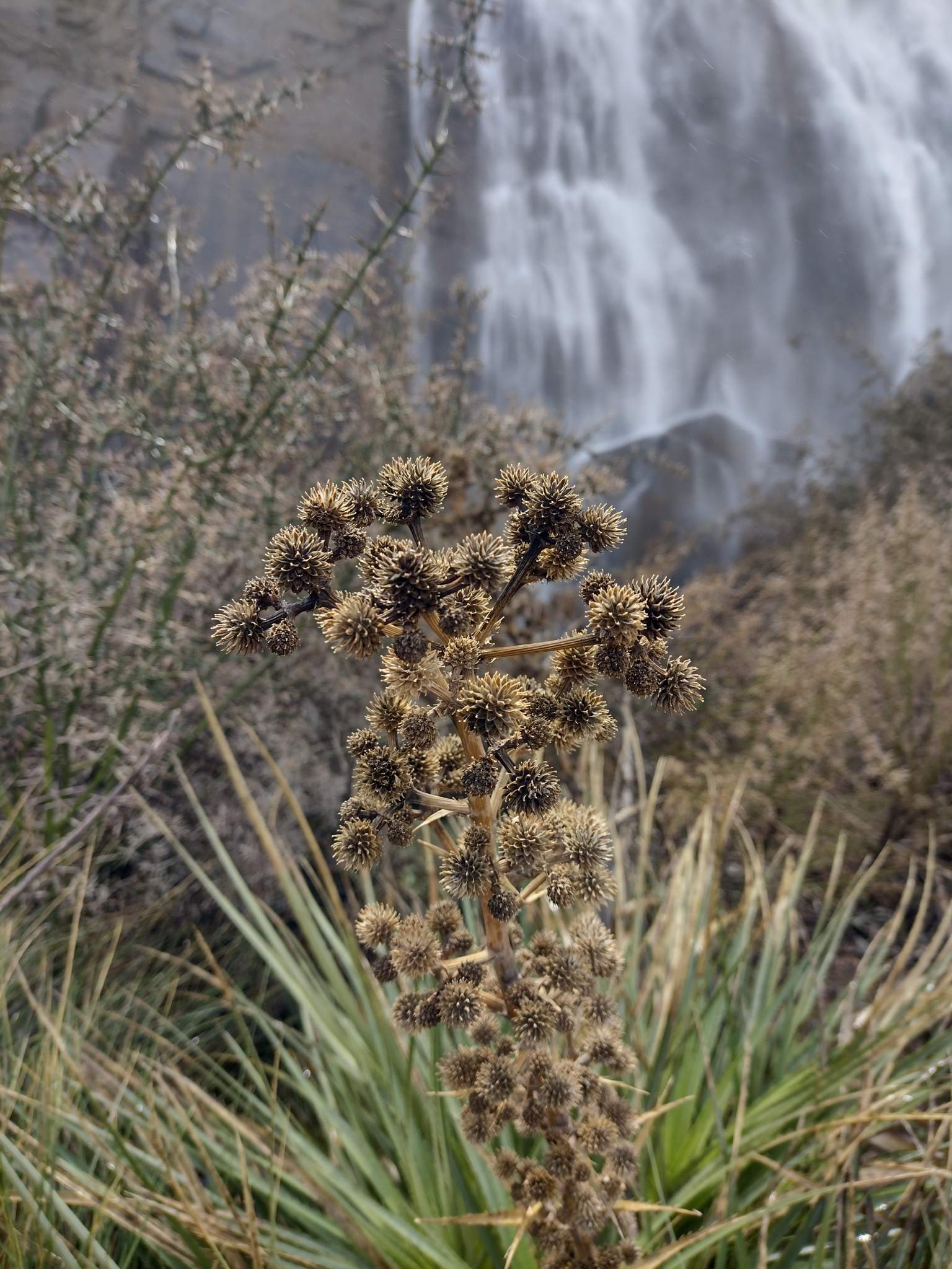 Eryngium paniculatum