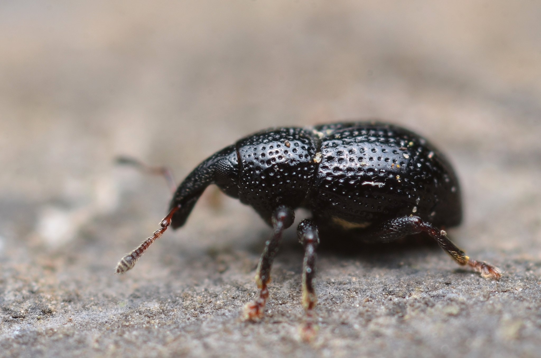 Leiosoma deflexum