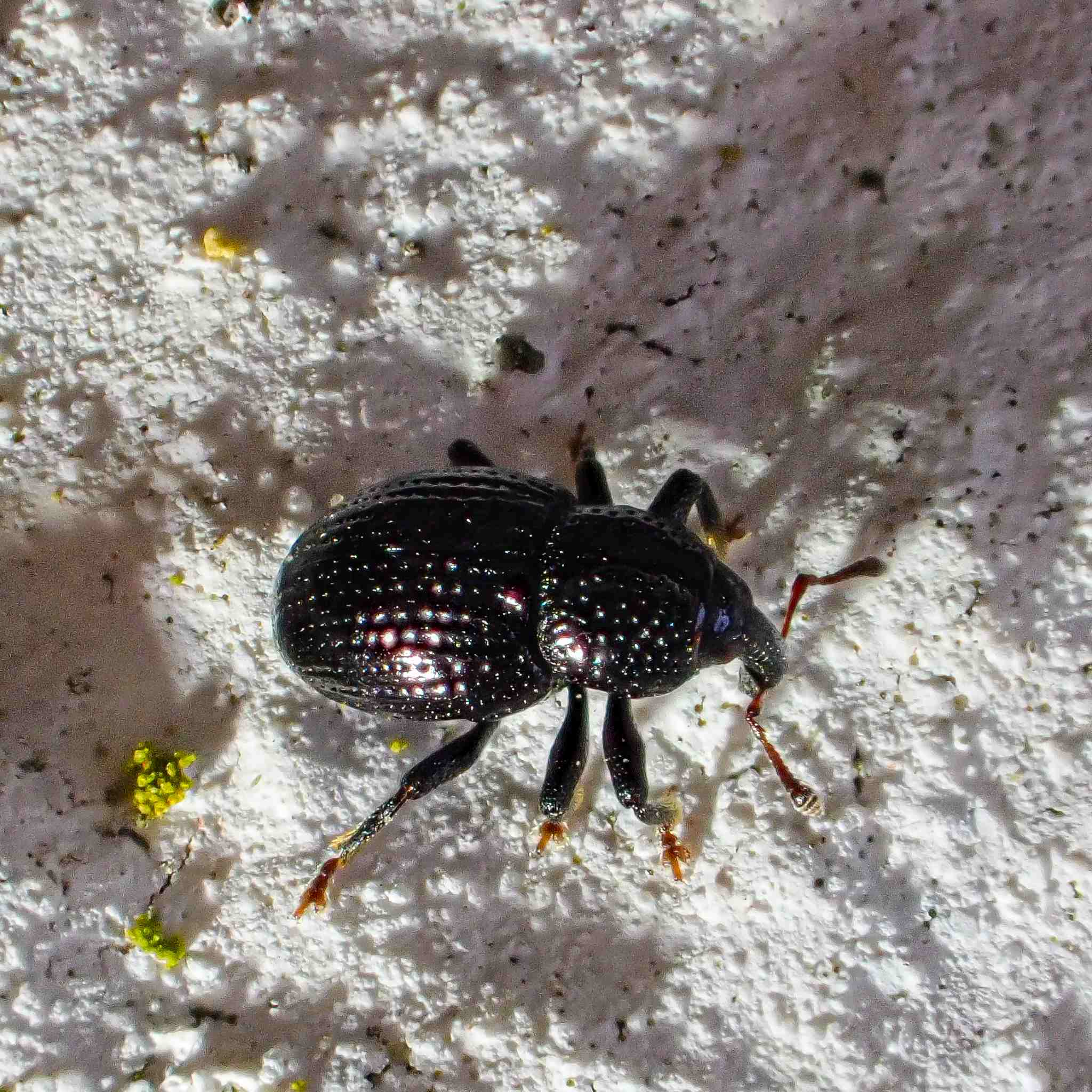 Leiosoma deflexum