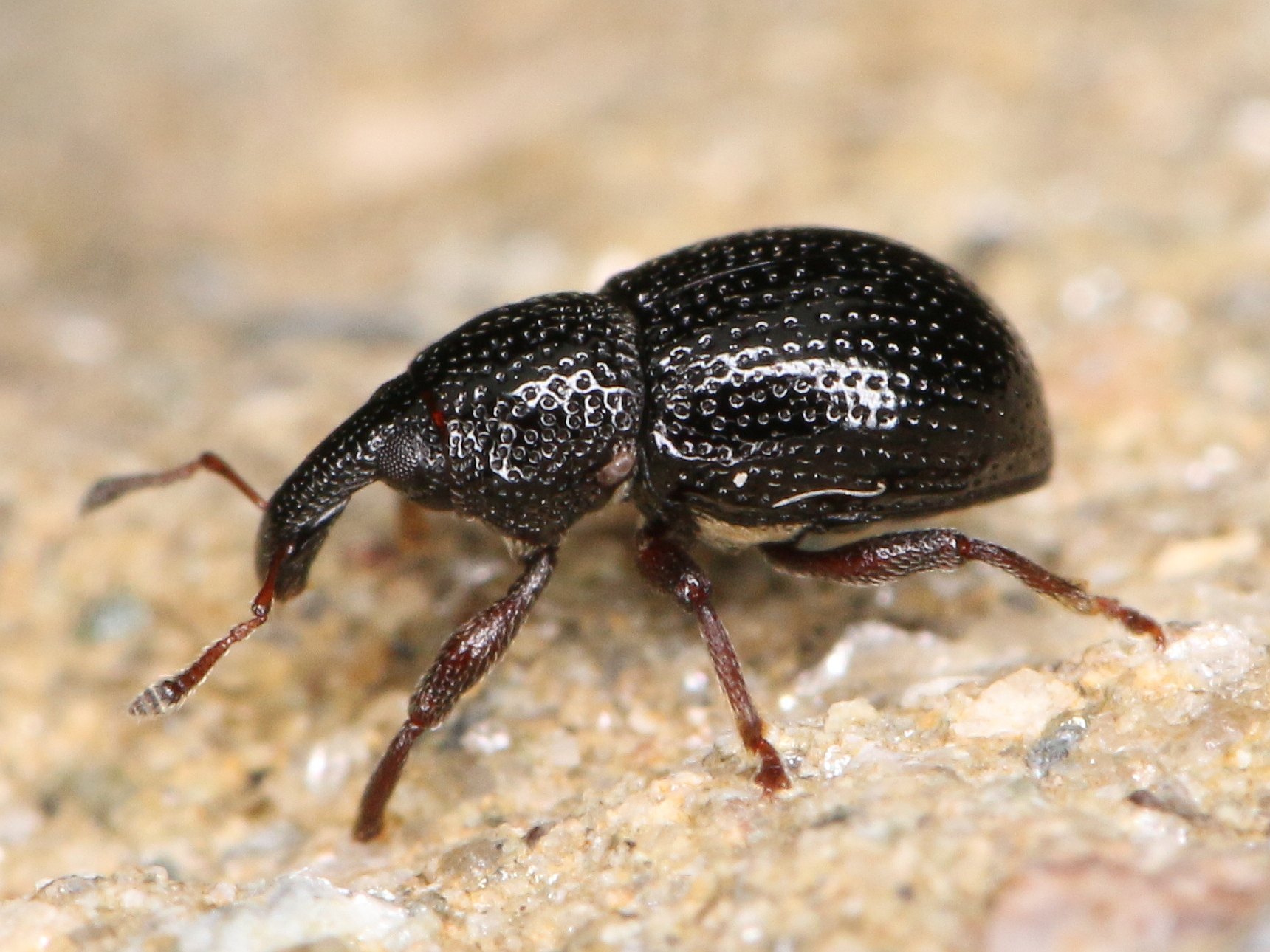 Leiosoma deflexum