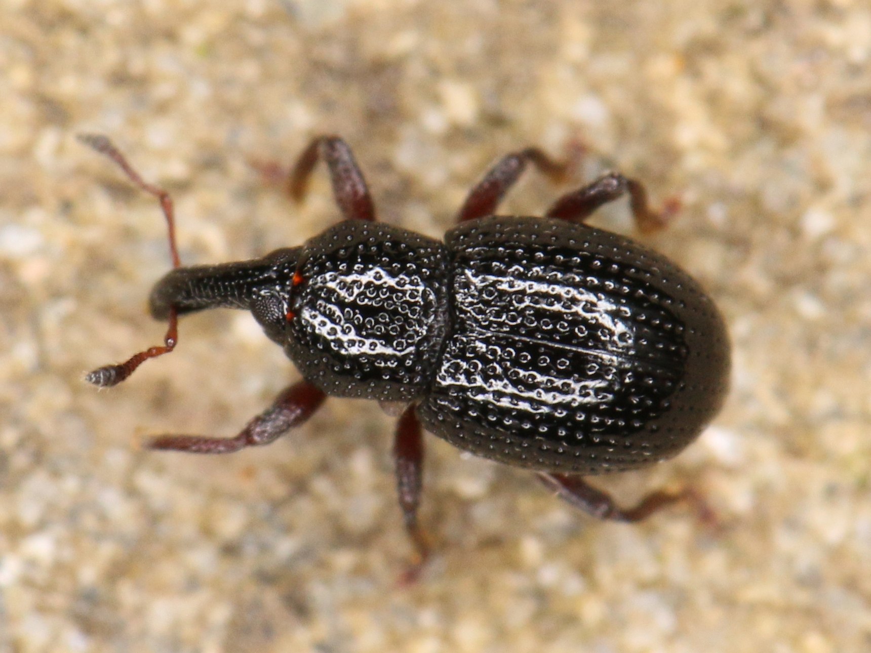 Leiosoma deflexum
