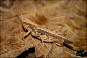 Orphulella