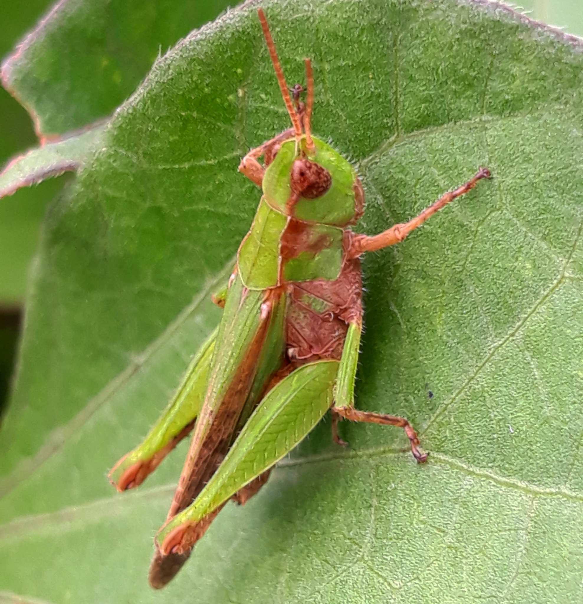 Orphulella