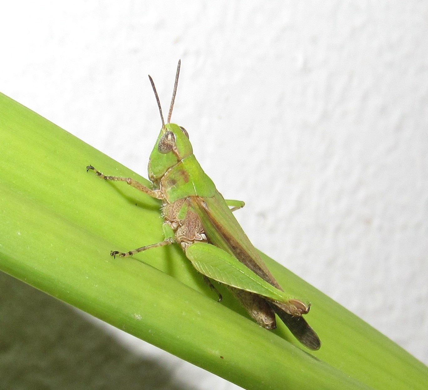 Orphulella