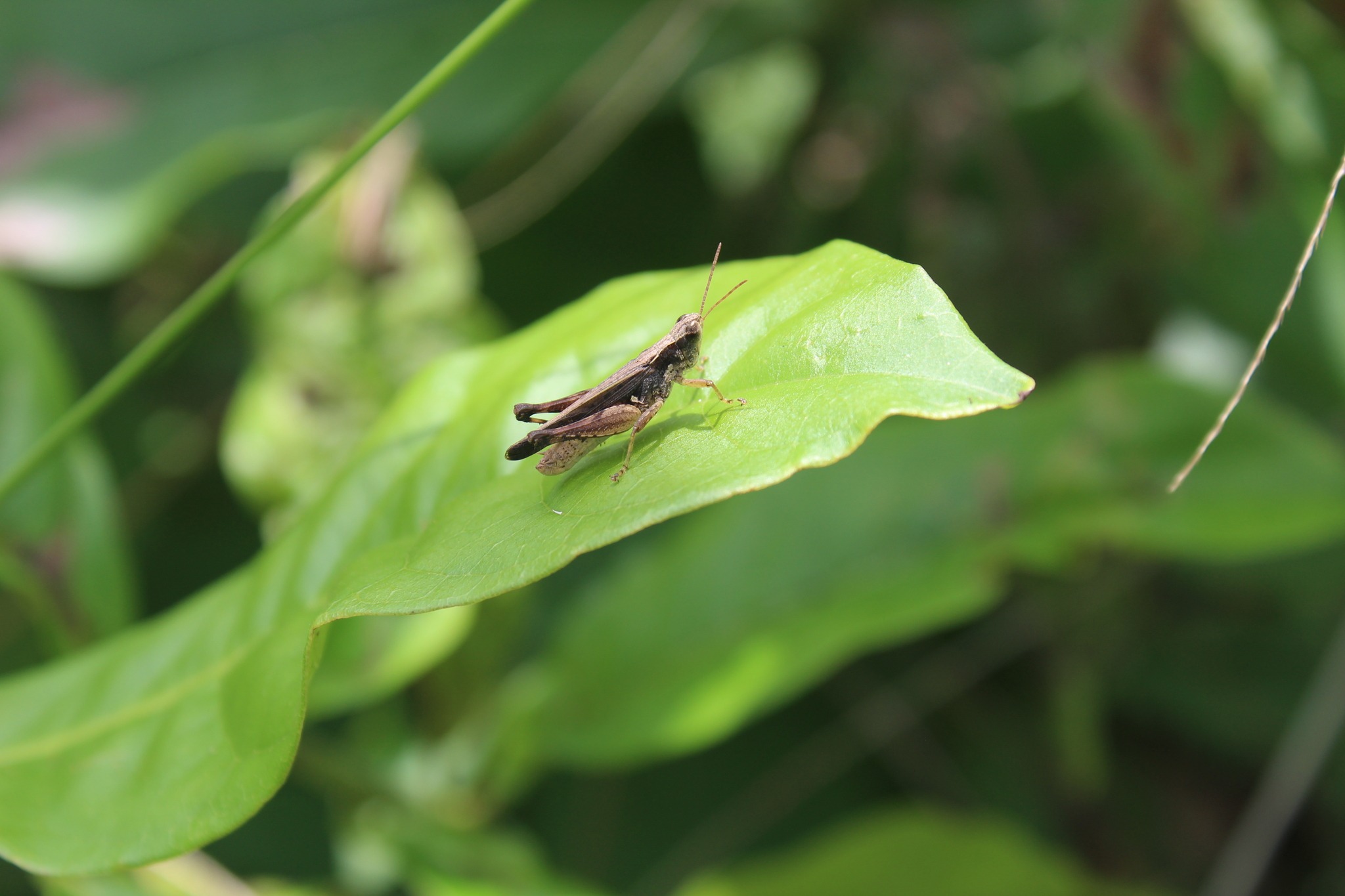 Orphulella