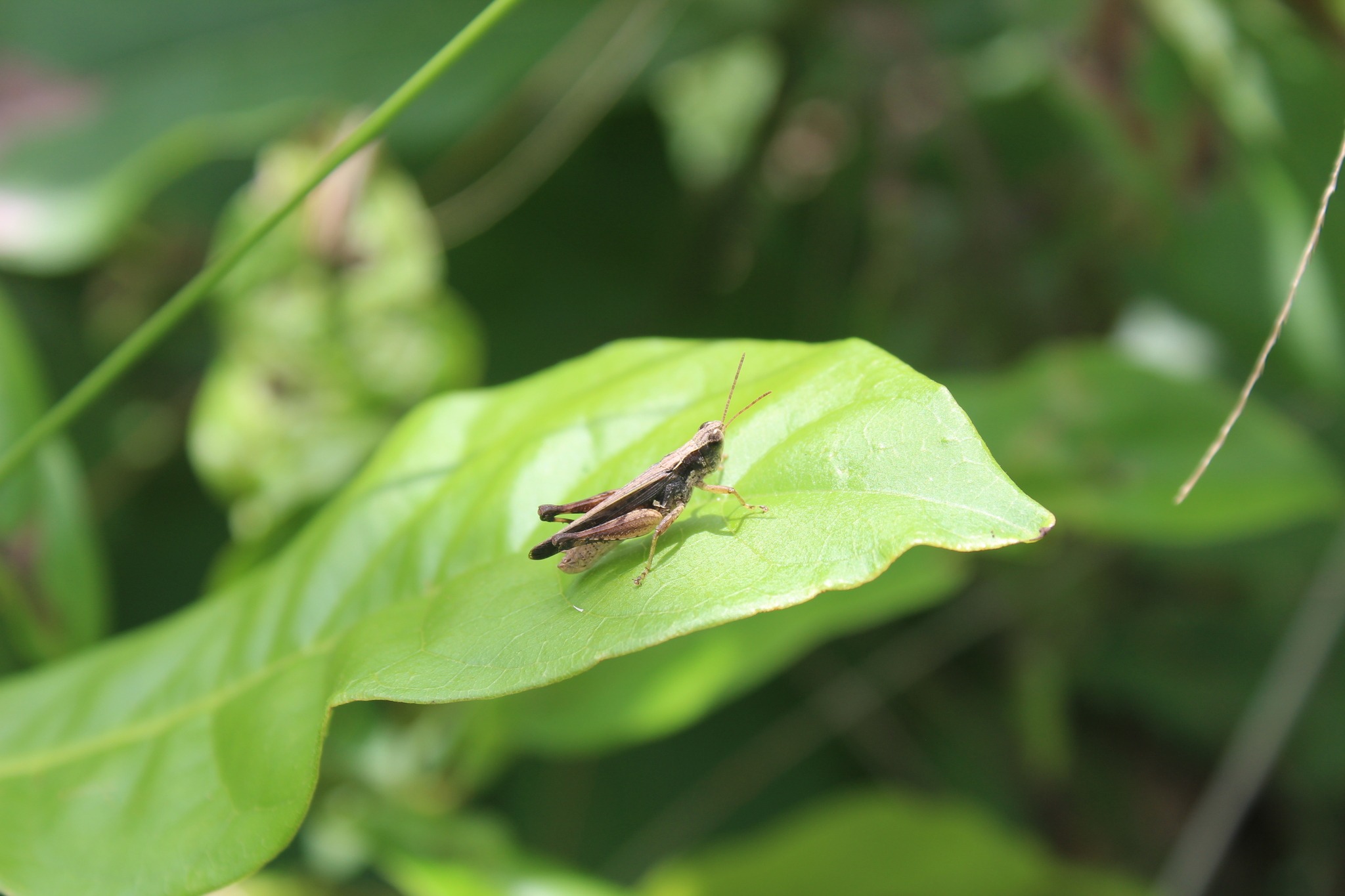 Orphulella