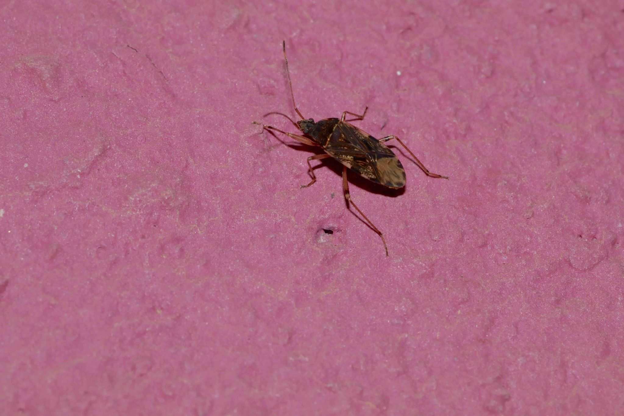 Balboa variabilis