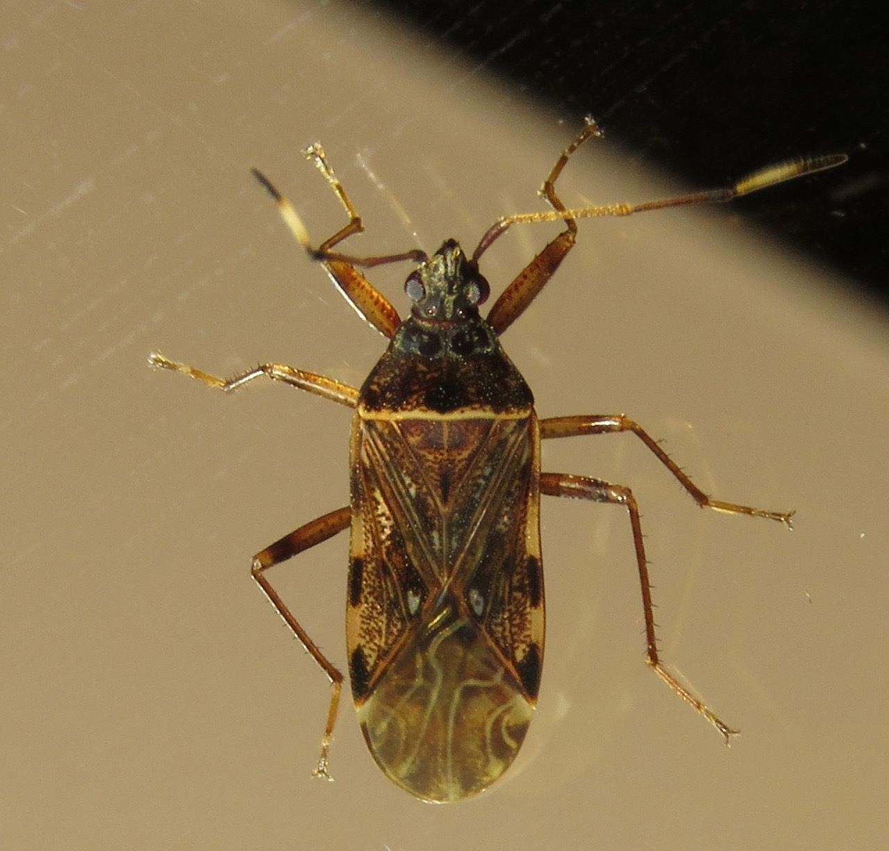 Balboa variabilis