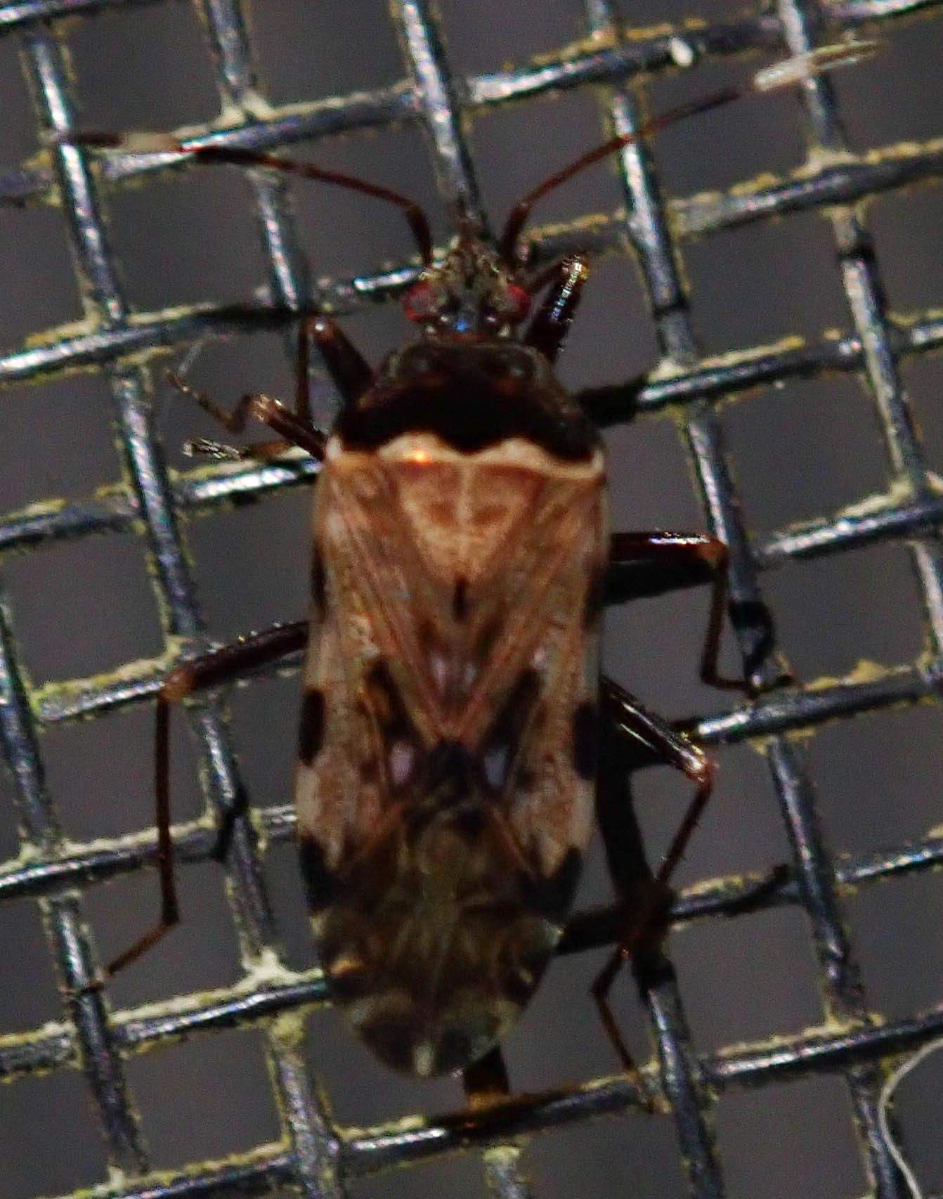 Balboa variabilis