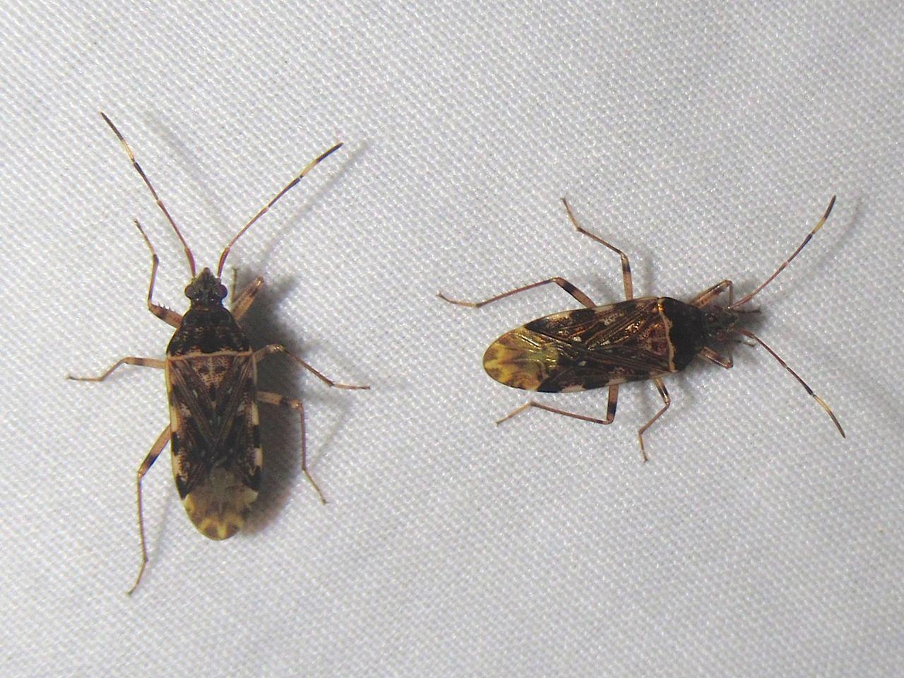 Balboa variabilis
