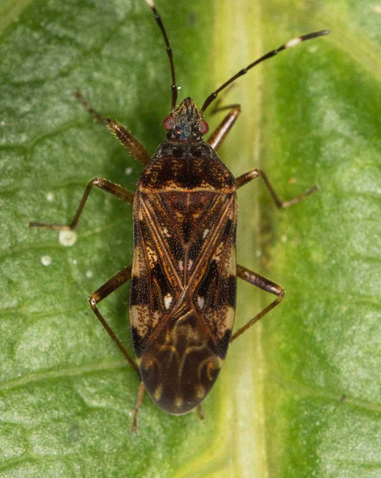 Balboa variabilis