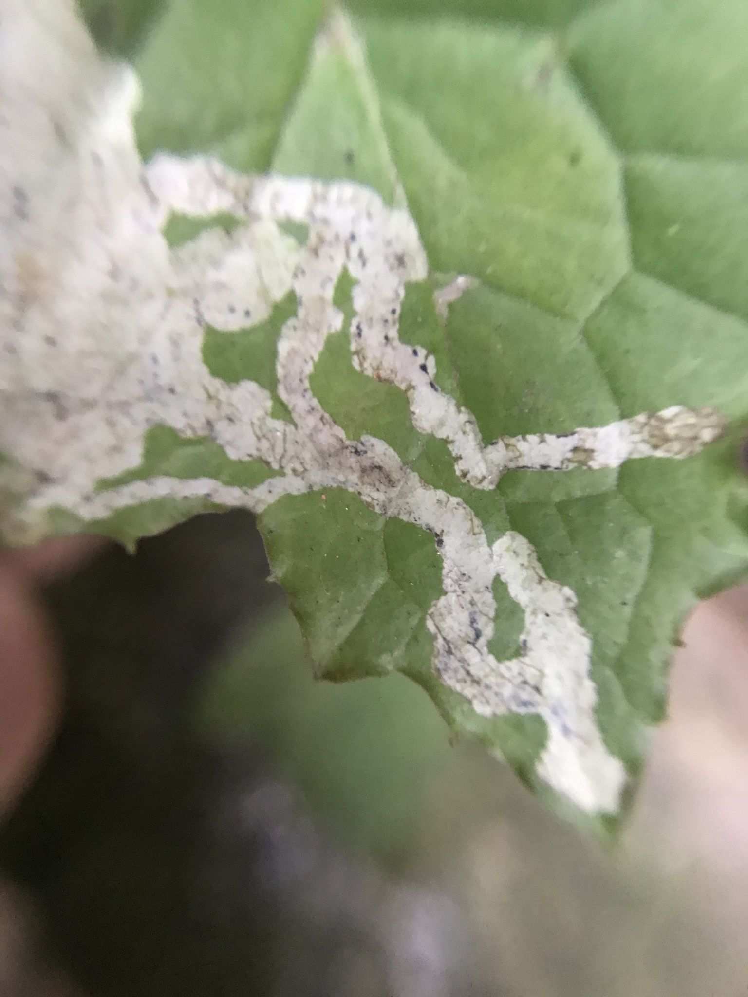Phytomyza marginella