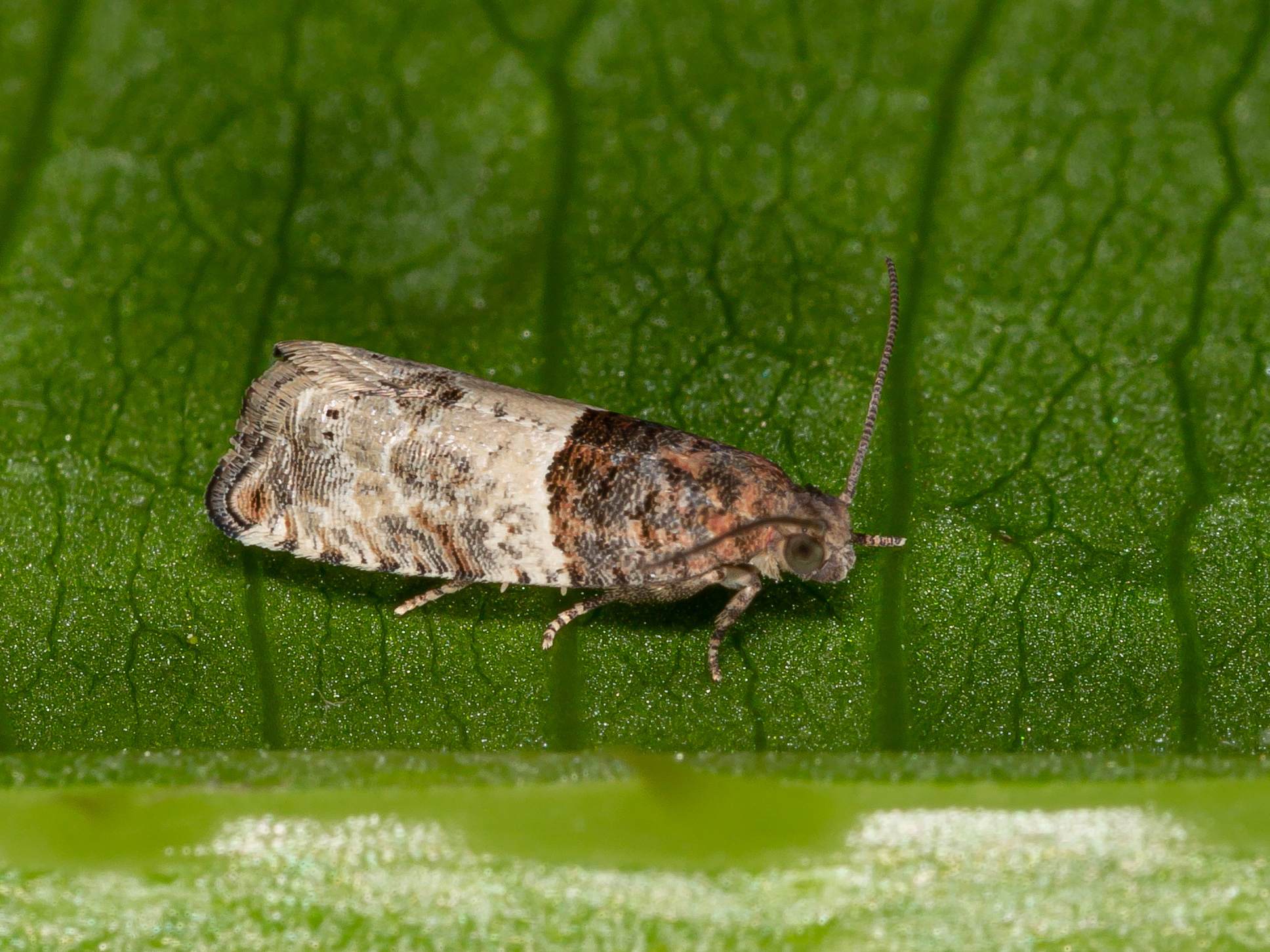 Gypsonoma aceriana