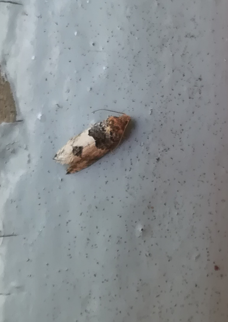 Gypsonoma aceriana