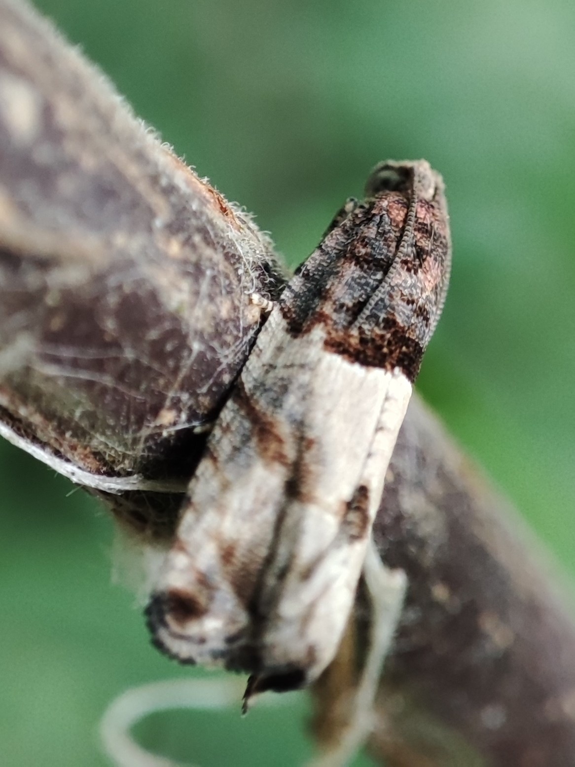 Gypsonoma aceriana
