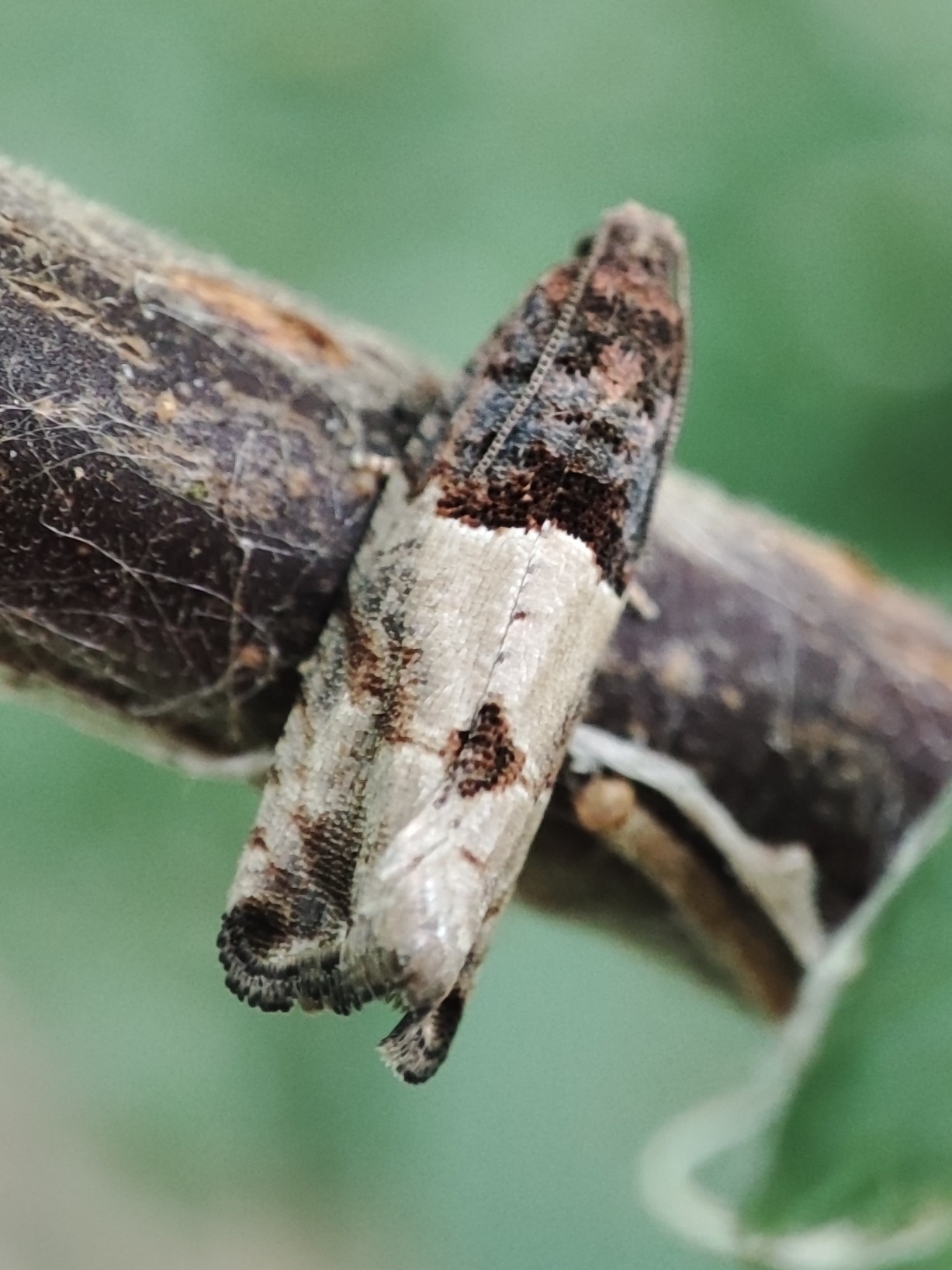 Gypsonoma aceriana