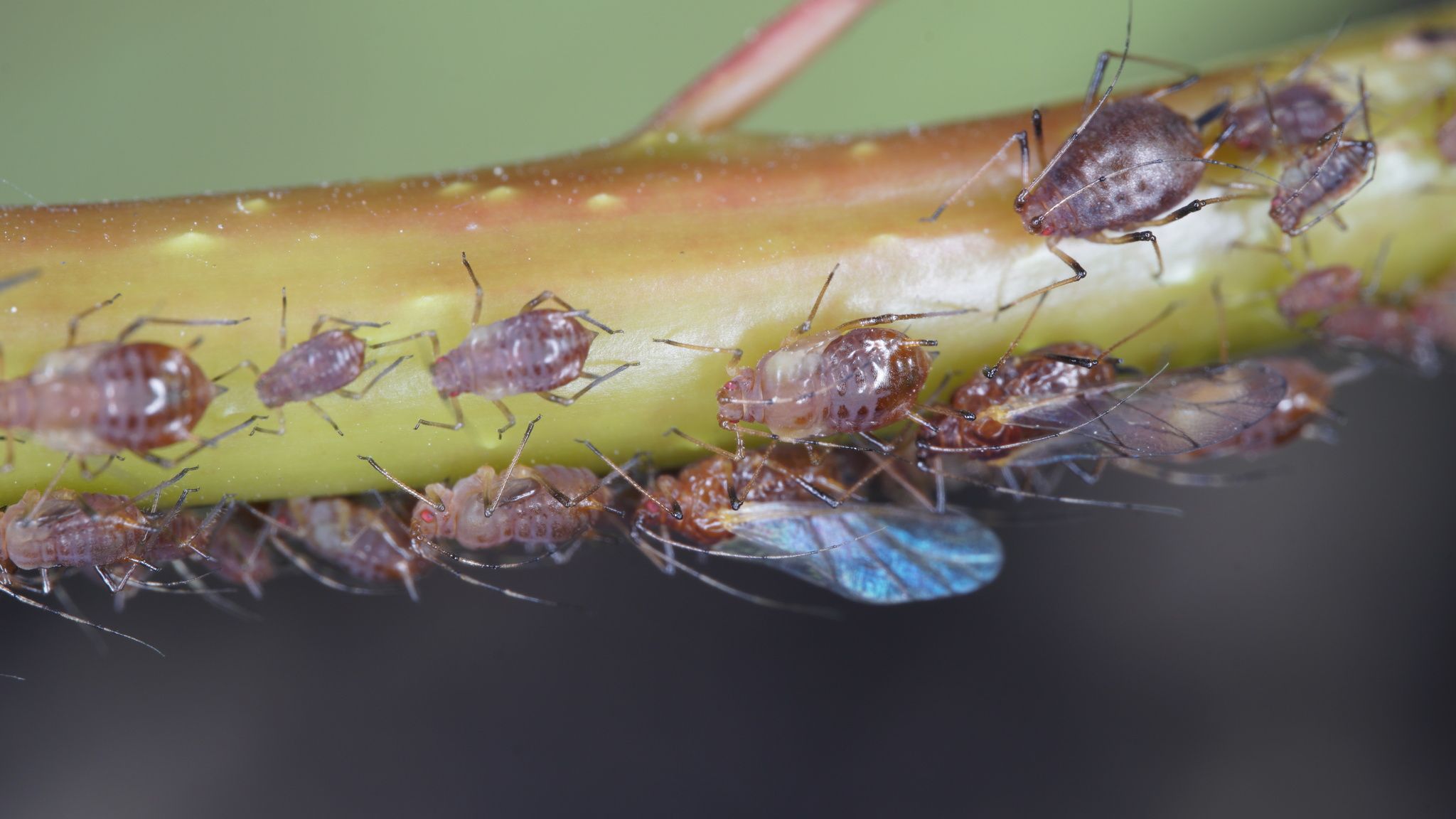 Sinomegoura citricola