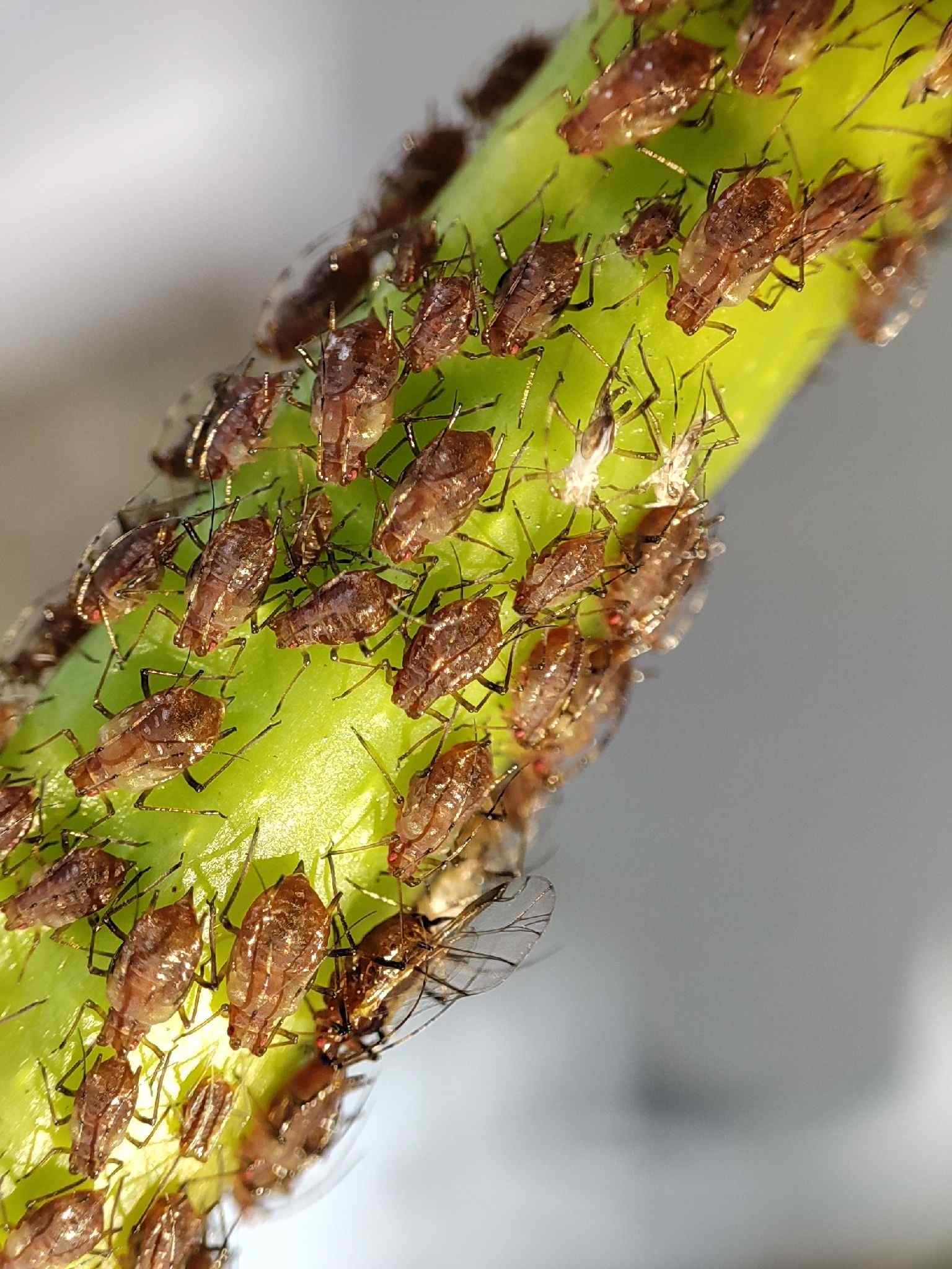 Sinomegoura citricola