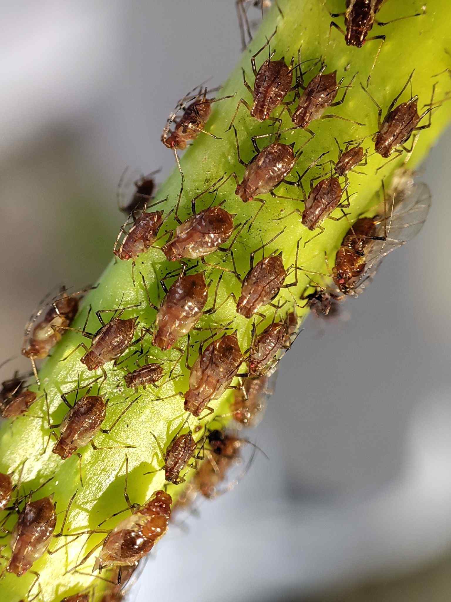 Sinomegoura citricola