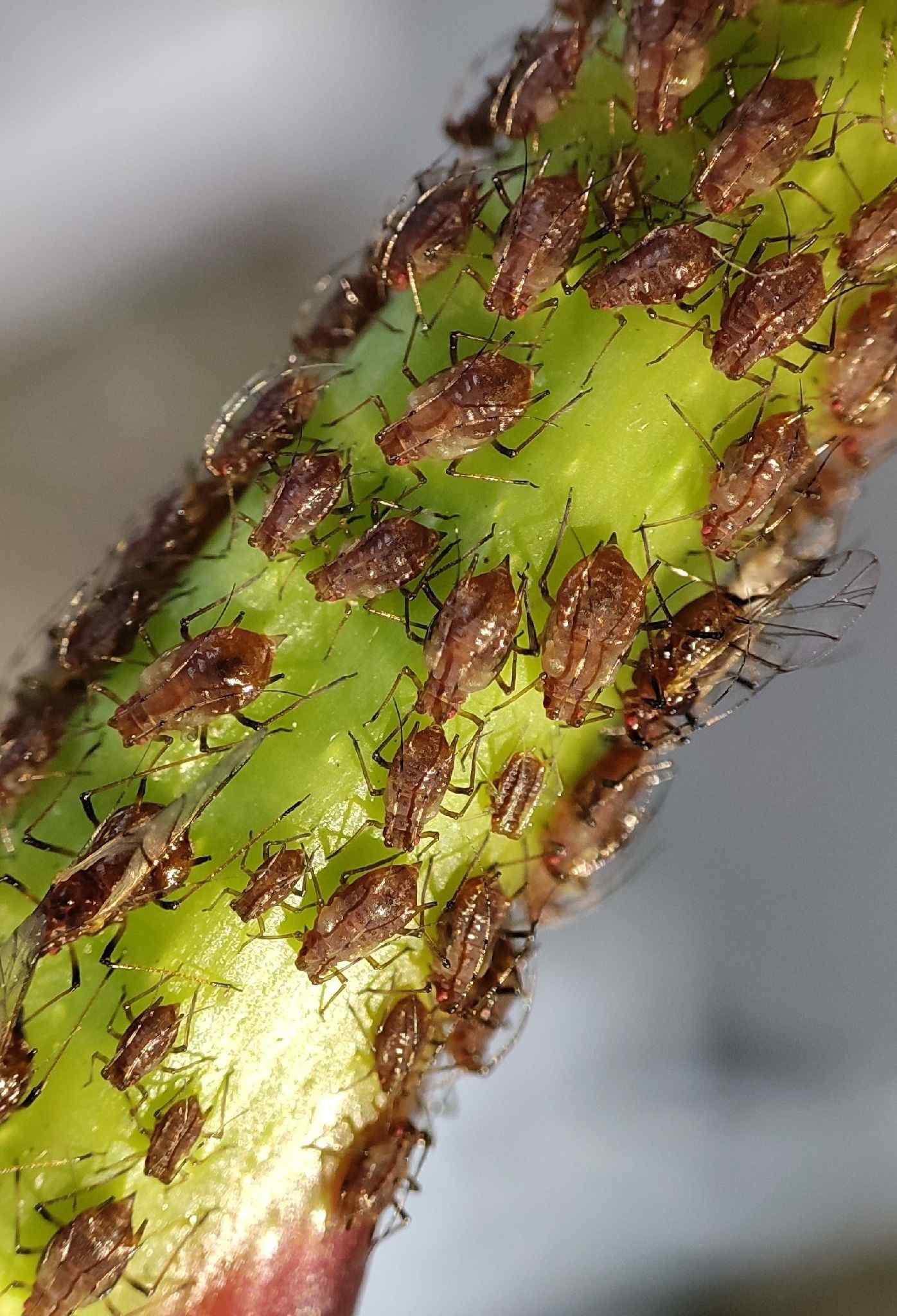 Sinomegoura citricola