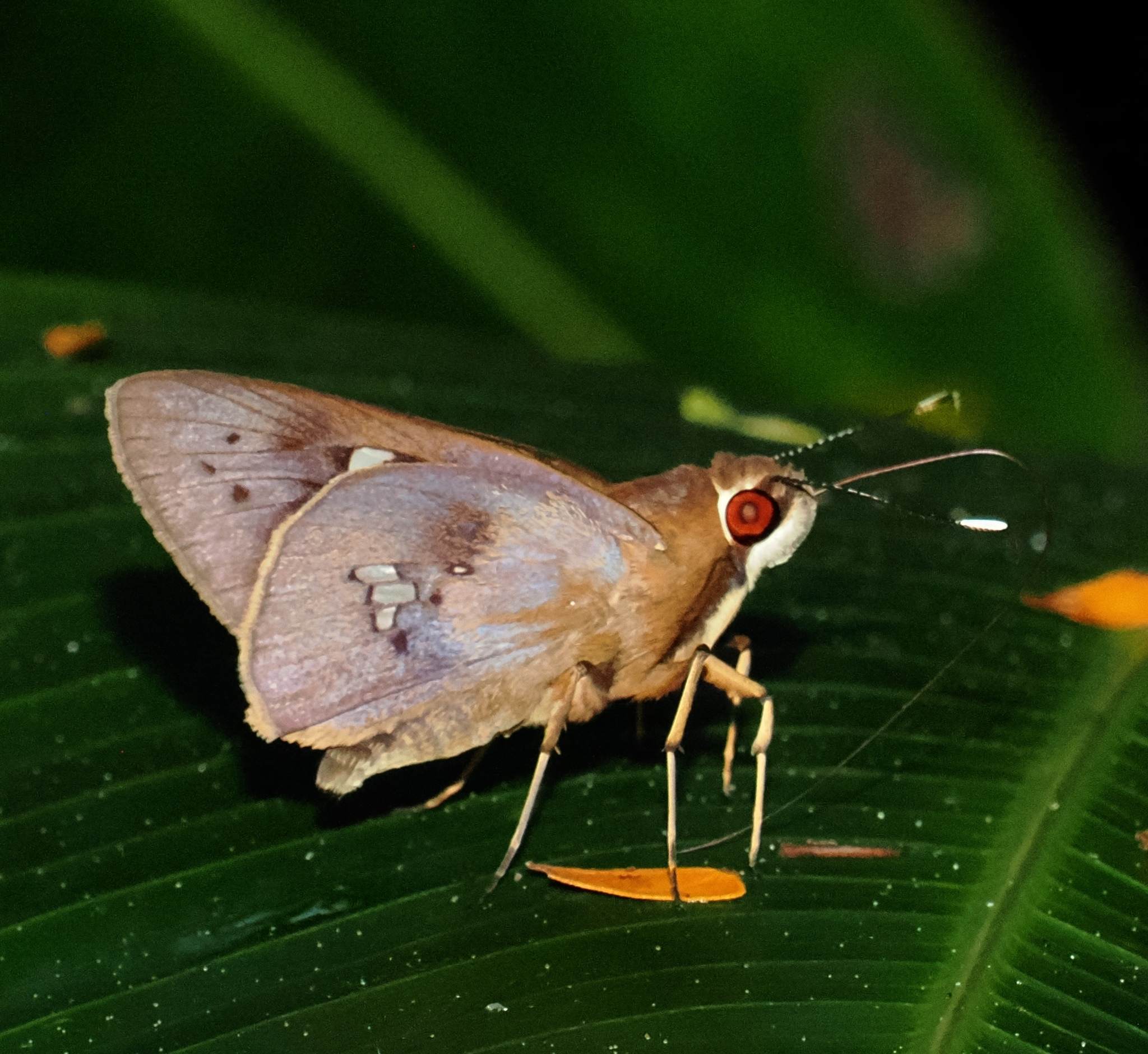 Carystoides