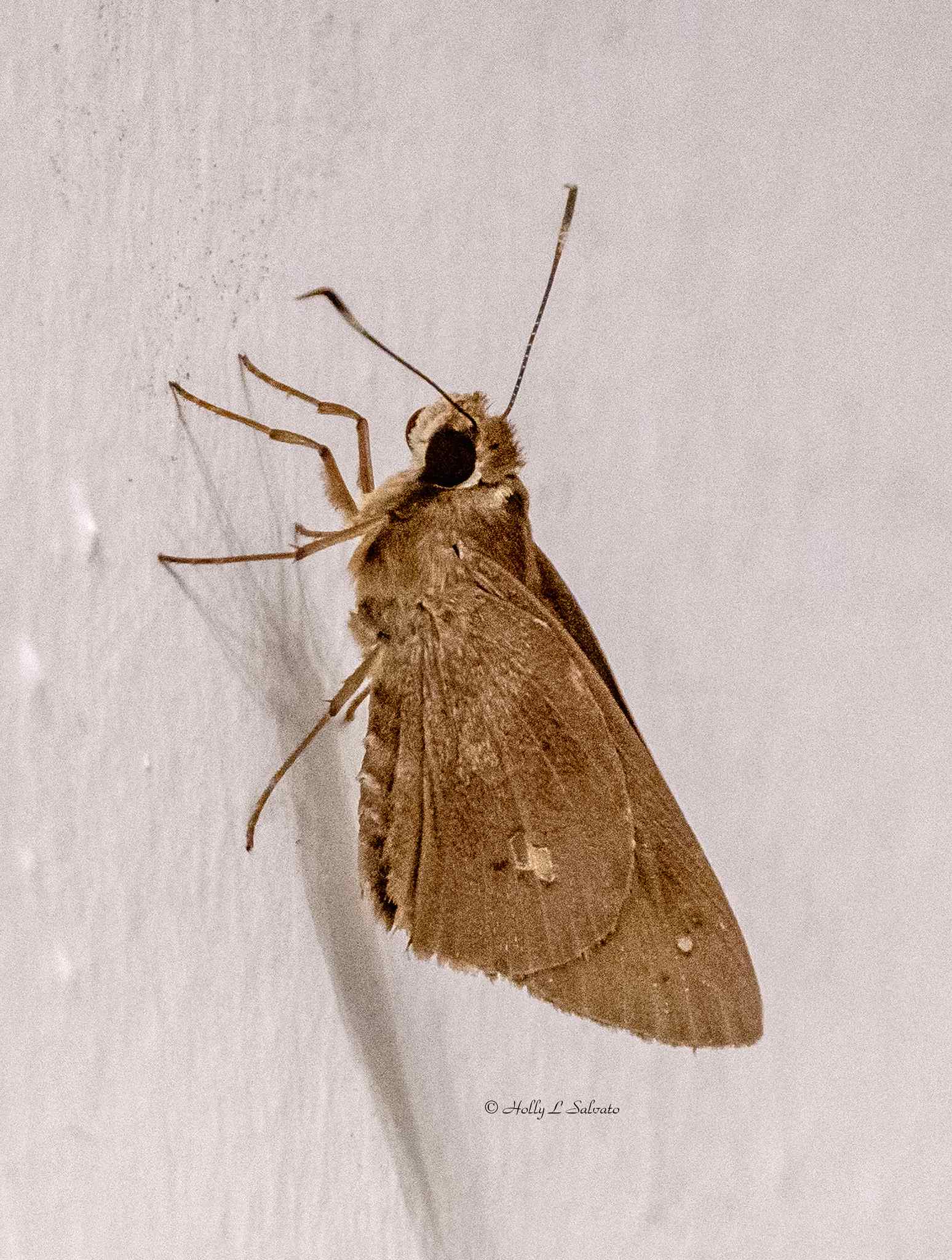 Carystoides