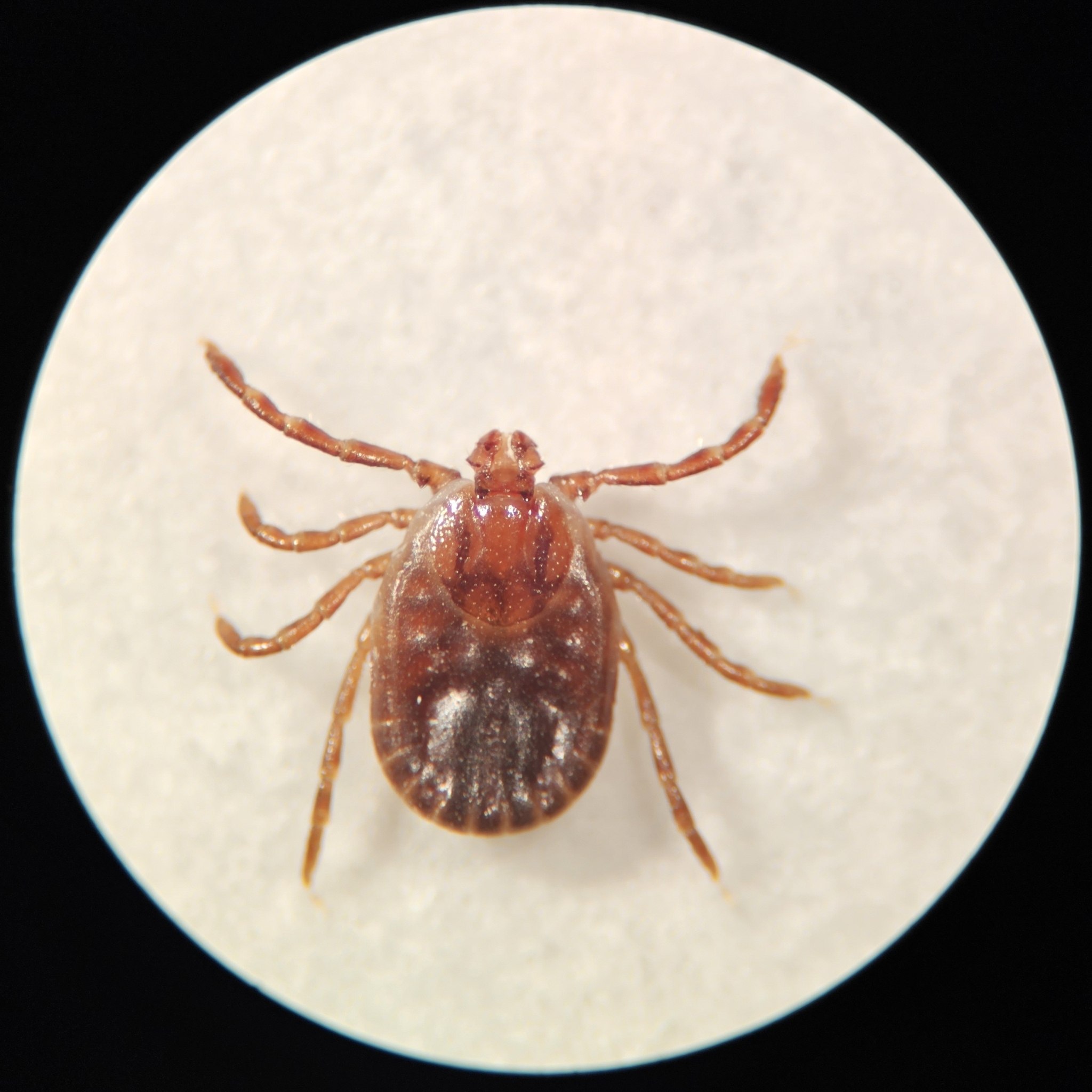 Haemaphysalis longicornis