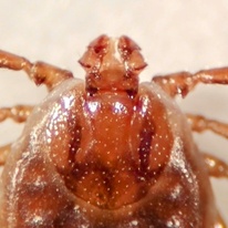 Haemaphysalis longicornis