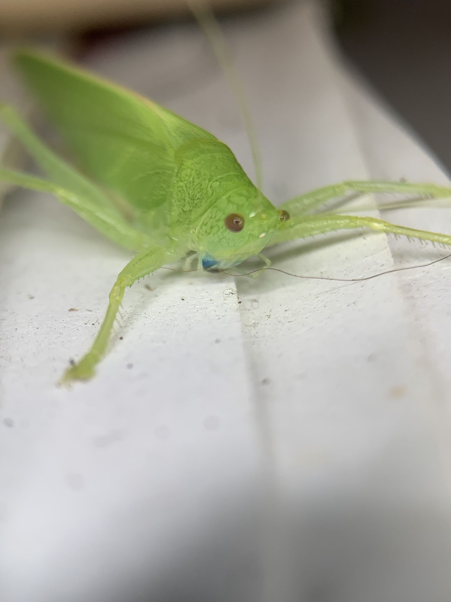 Erioloides longinoi