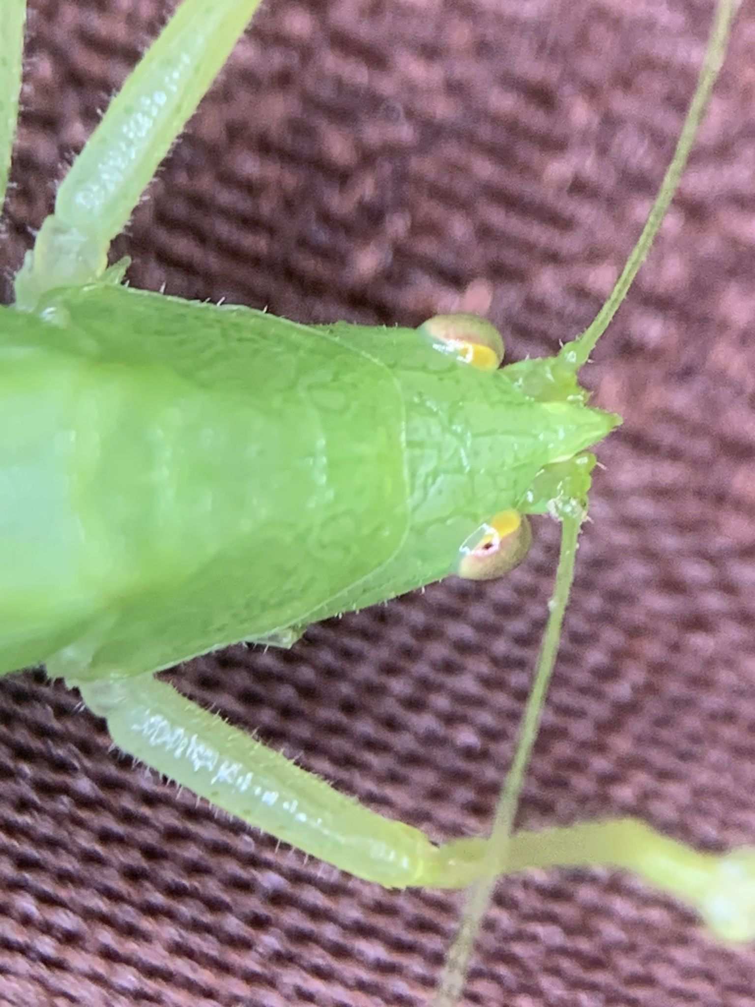 Erioloides longinoi