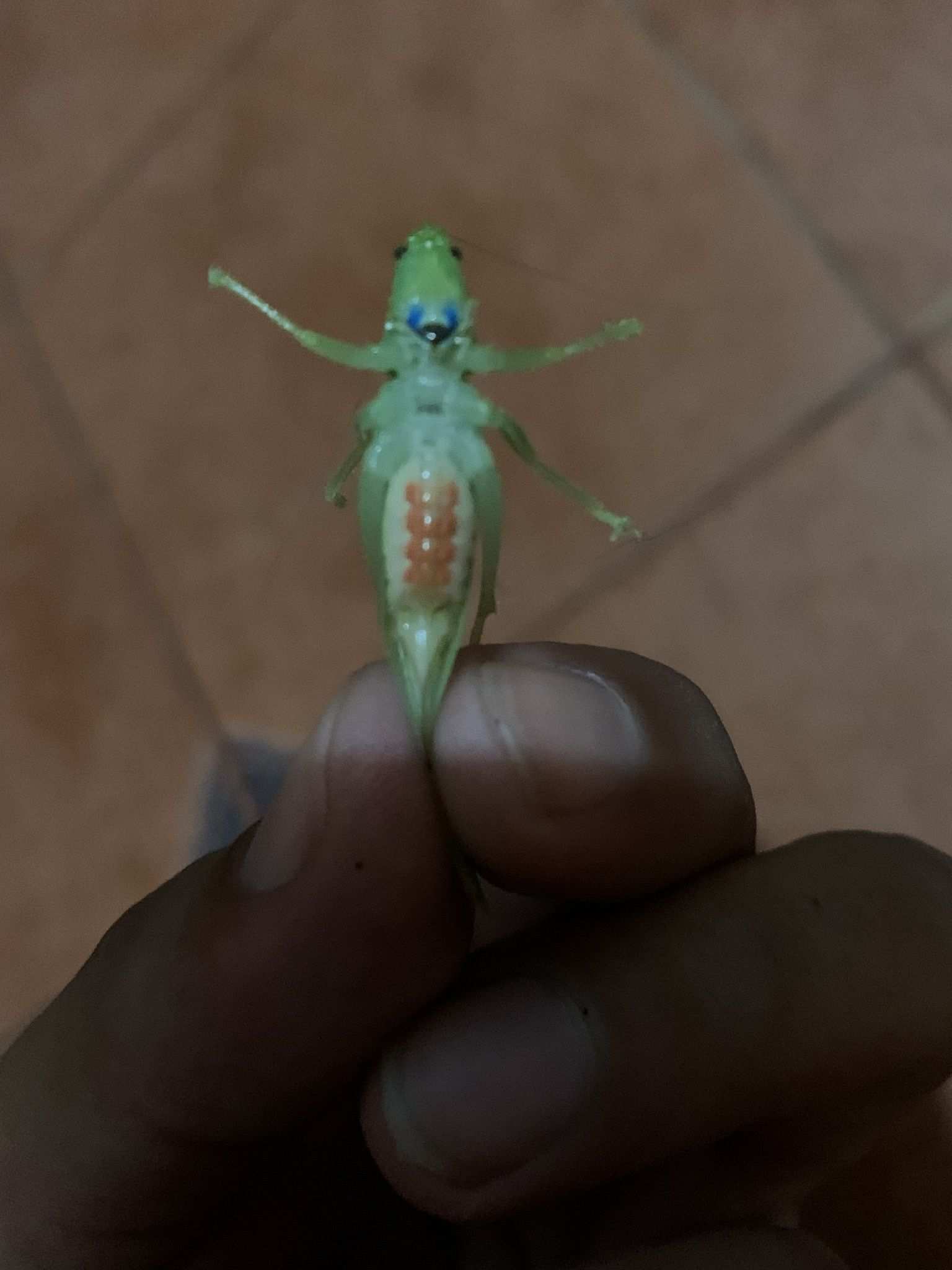 Erioloides longinoi