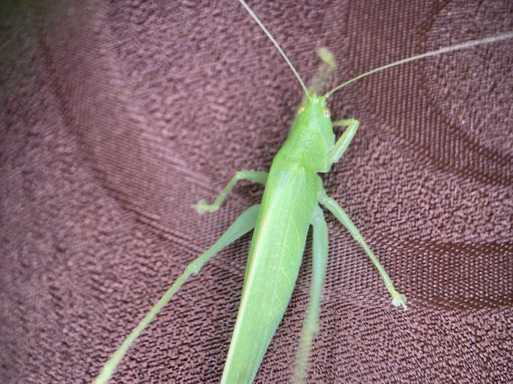 Erioloides longinoi