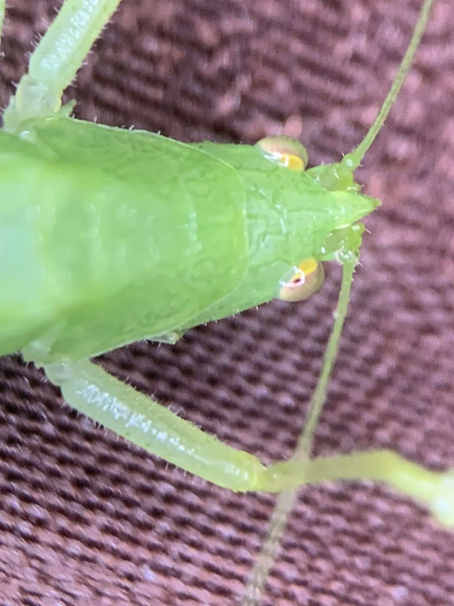 Erioloides longinoi