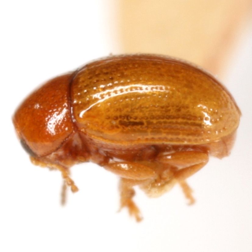 Triachus