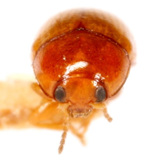 Triachus