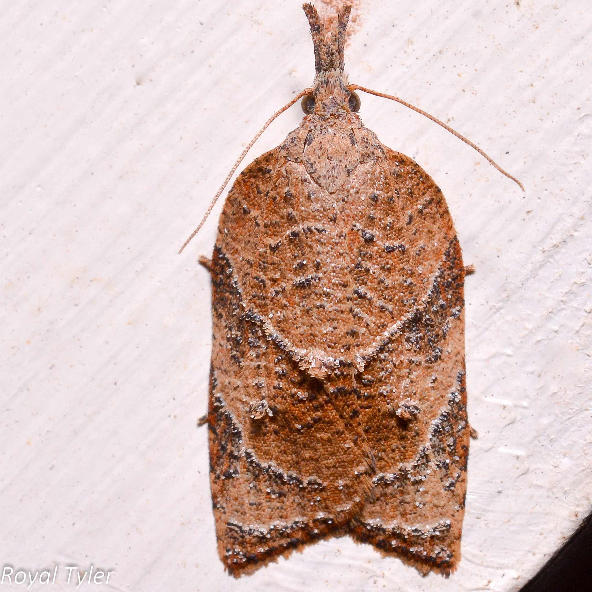 Platynota rostrana