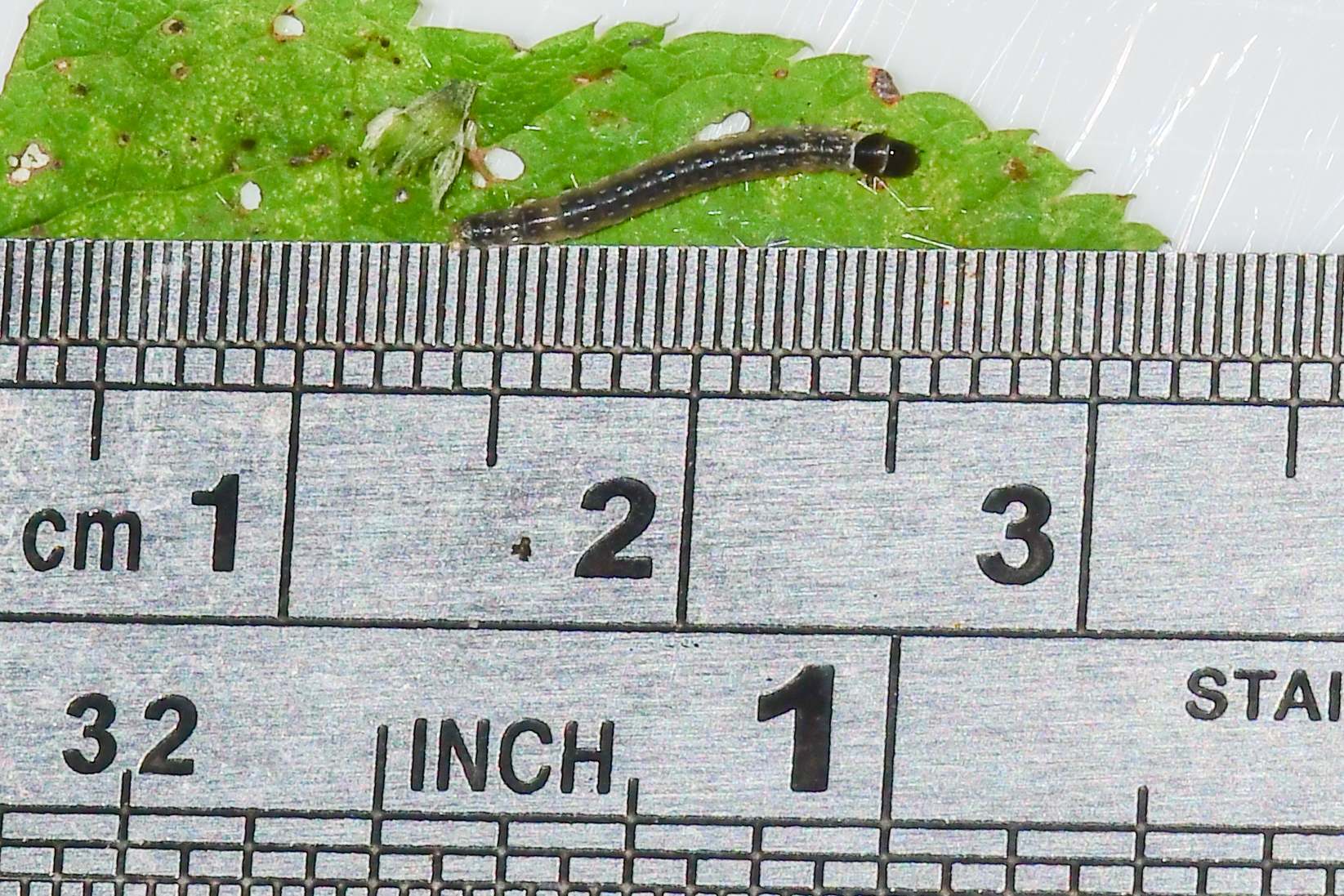 Platynota rostrana