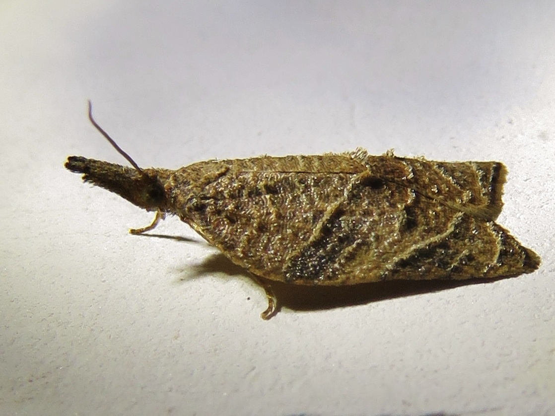 Platynota rostrana