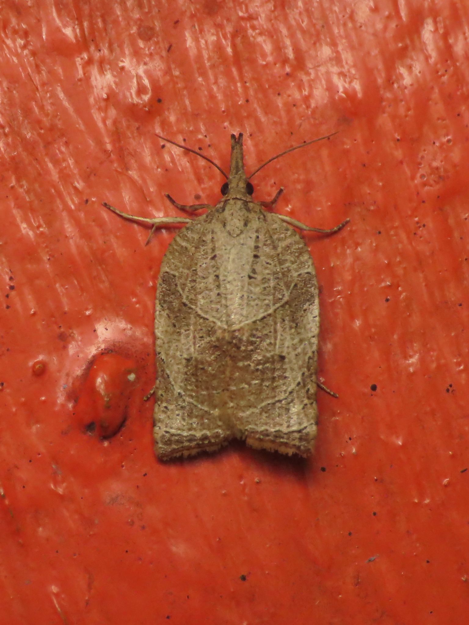 Platynota rostrana