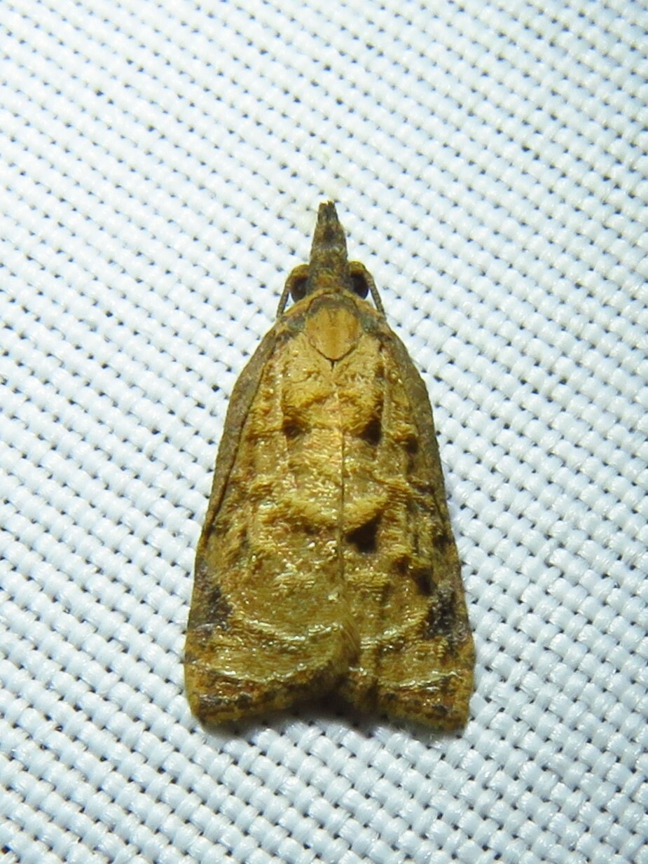 Platynota rostrana