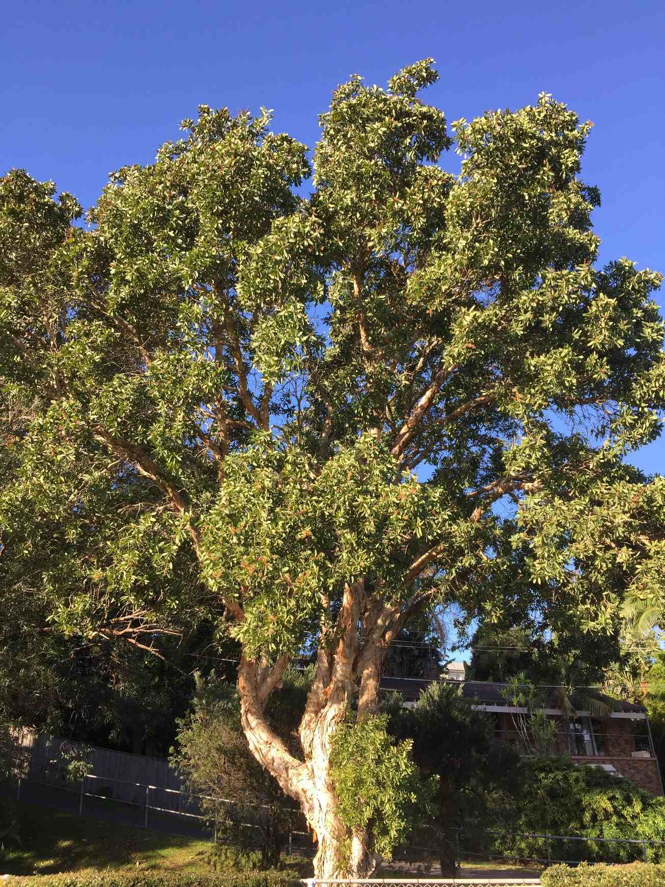 Melaleuca quinquenervia