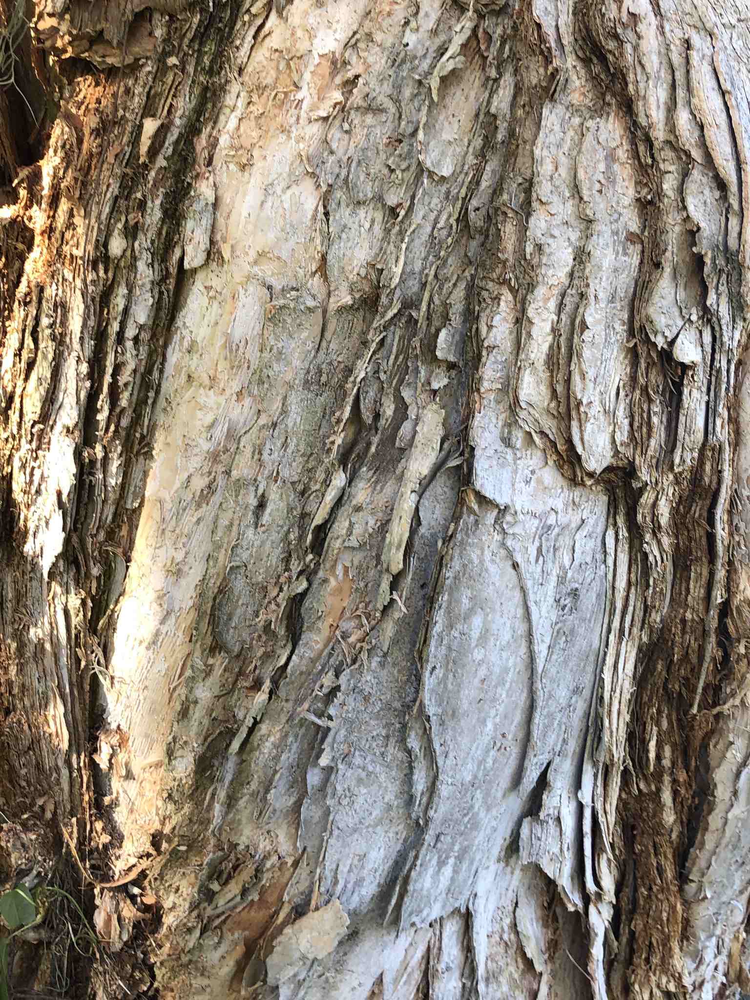 Melaleuca quinquenervia