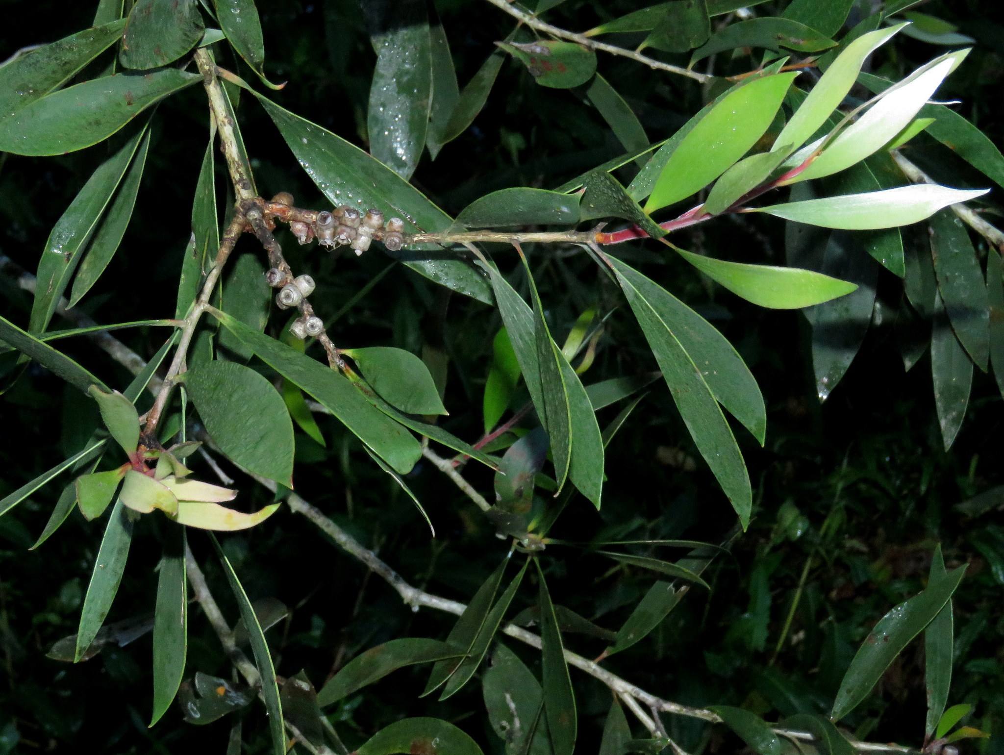 Melaleuca quinquenervia