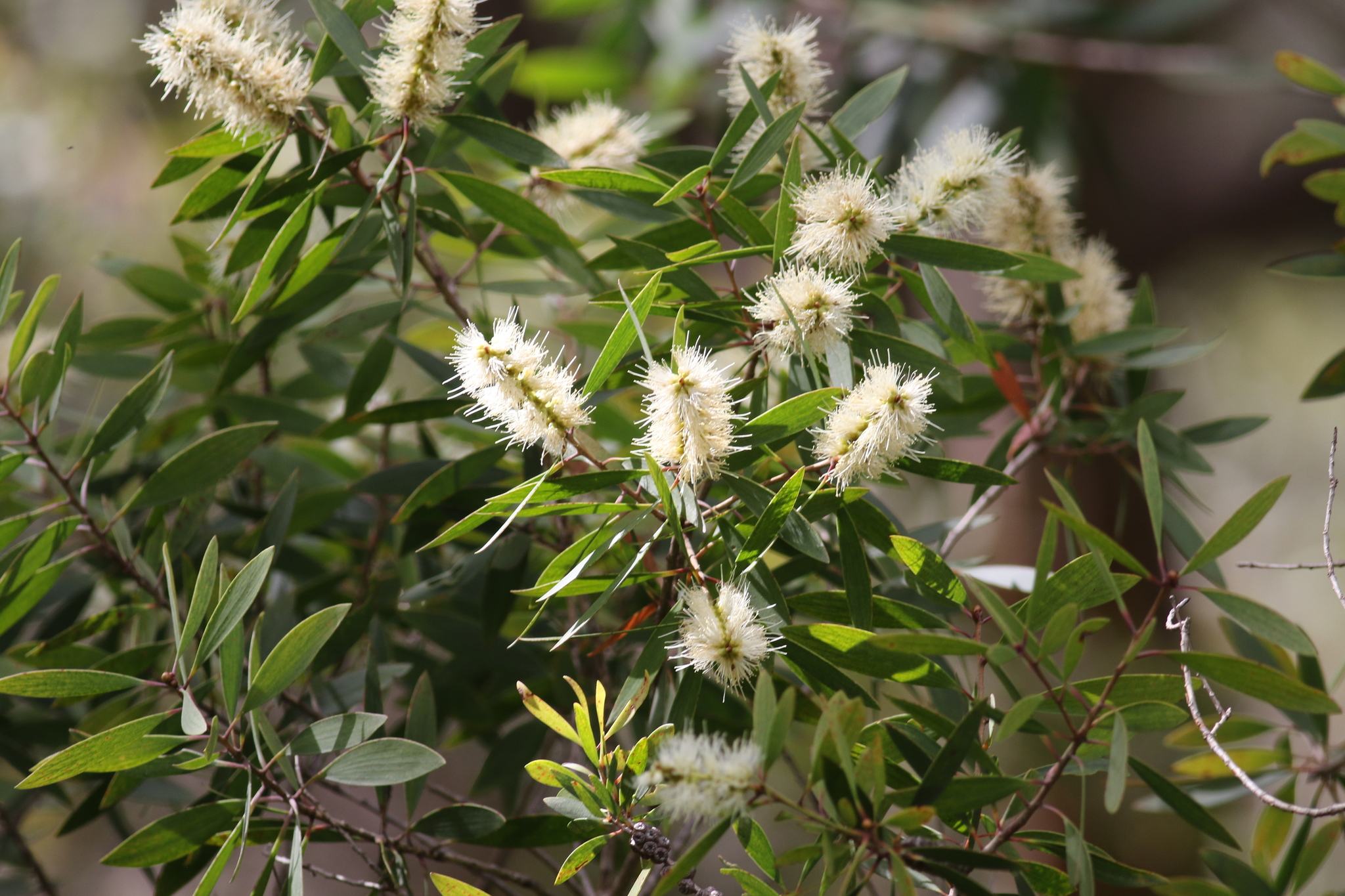 Melaleuca quinquenervia