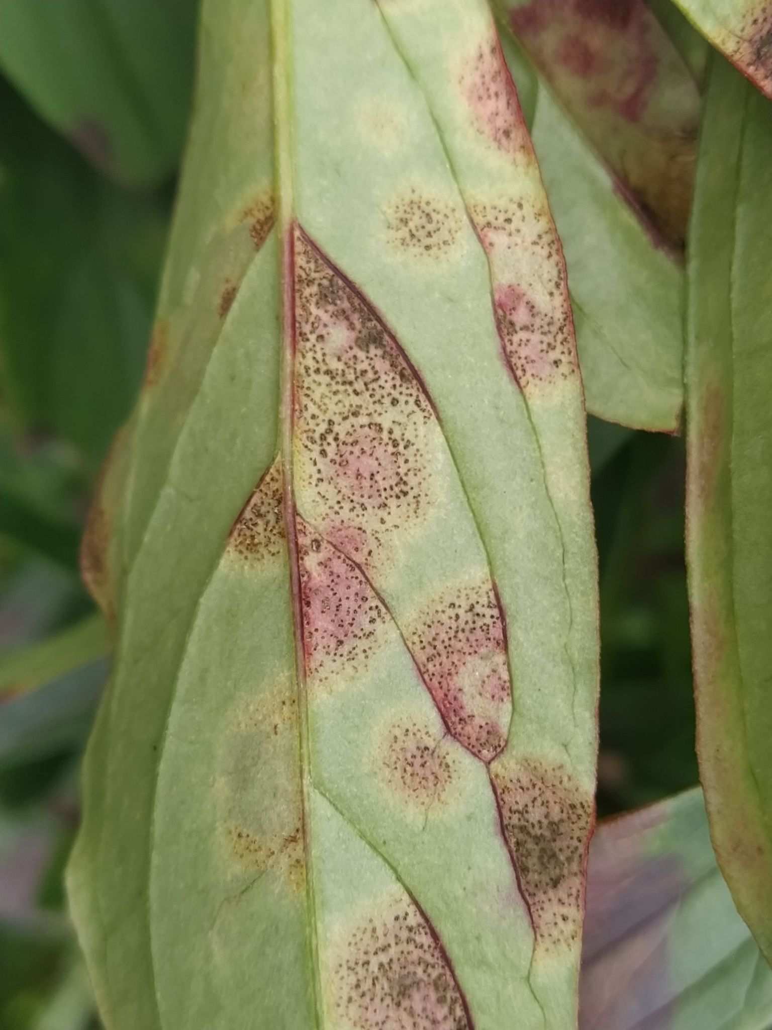 Cronartium flaccidum