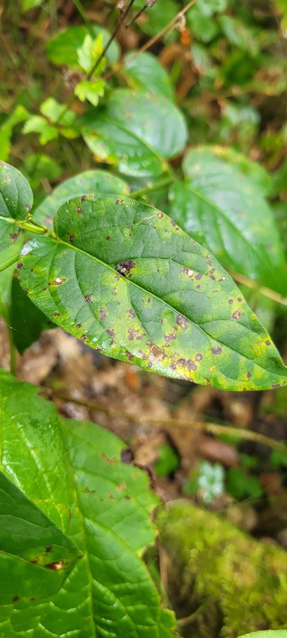 Cronartium flaccidum