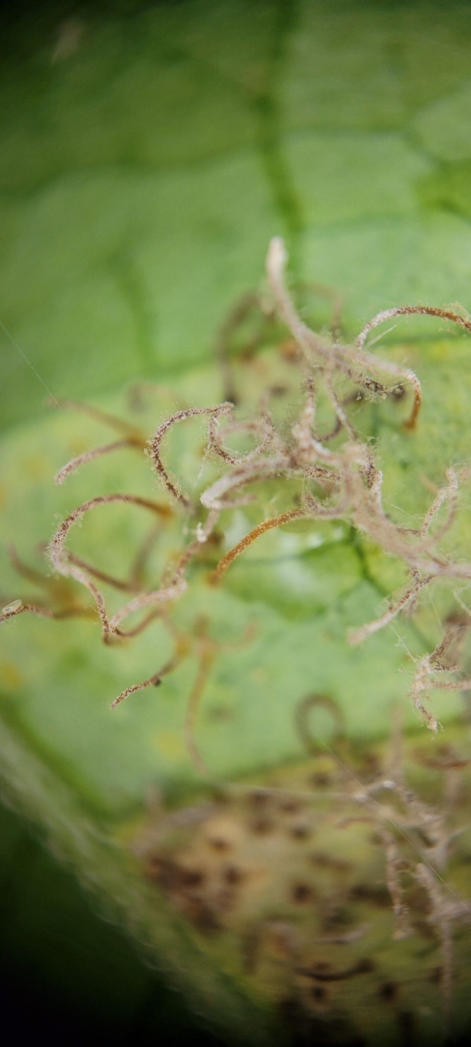 Cronartium flaccidum